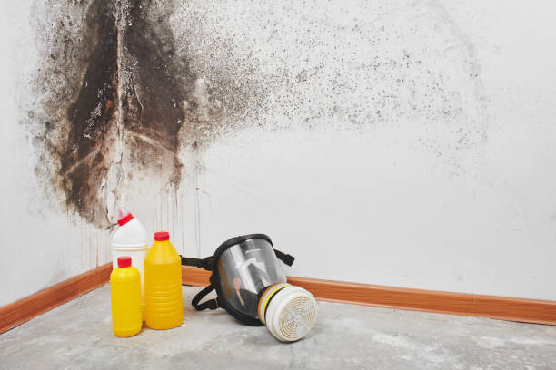 Best Commercial Mold Removal  in Angola, NY
