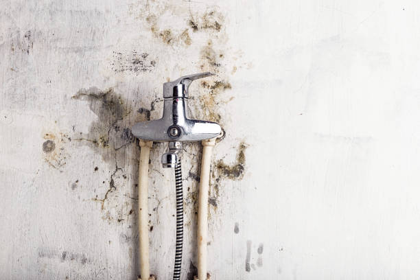 Reliable Angola, NY Mold Removal Solutions