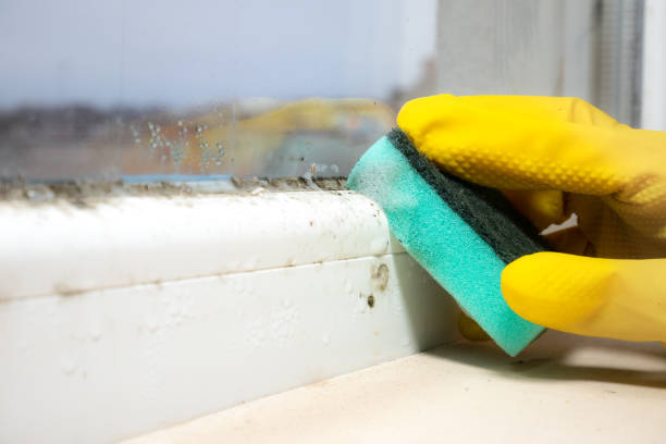 Best Black Mold Removal  in Angola, NY