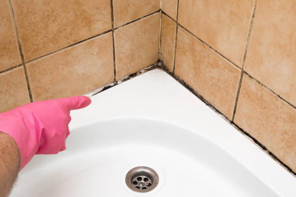 Best Affordable Mold Removal  in Angola, NY